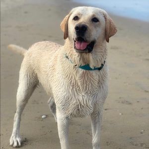 Meet your Posher, Bella